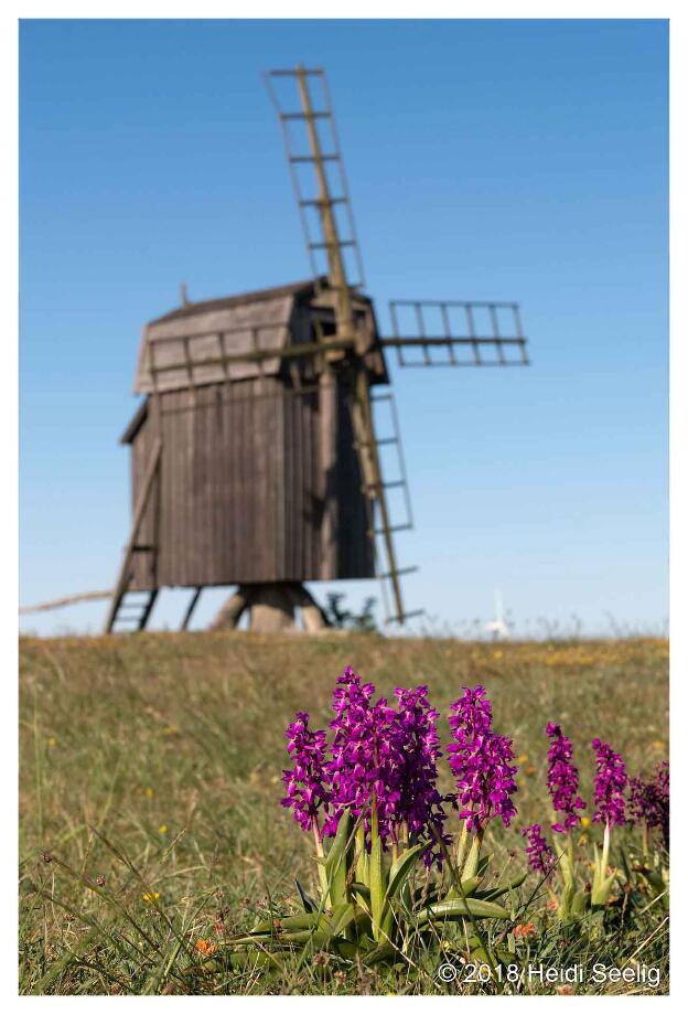 Windmühle, Öland