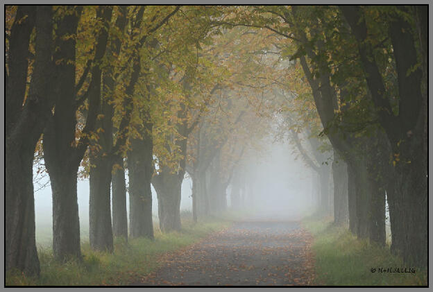 November 2012 - Kastanienallee im Nebel