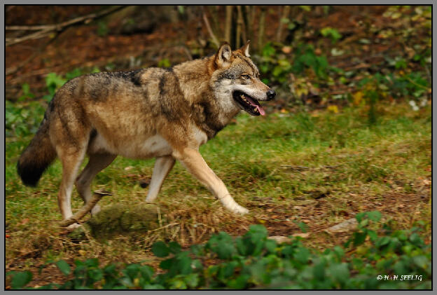 Wolf (C)