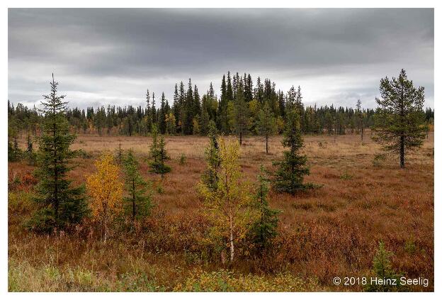 Herbst in schwedisch Lappland