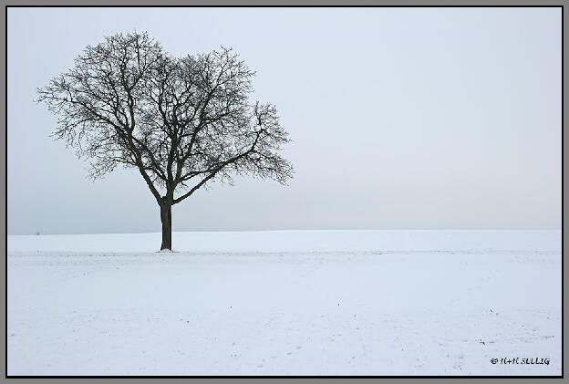 Januar 2010 - Nussbaum im Schnee
