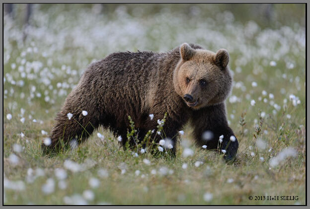 Braunbär im Wollgras