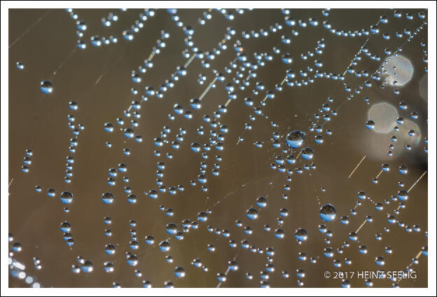 November 2017 - Spinnennetz mit Tautropfen