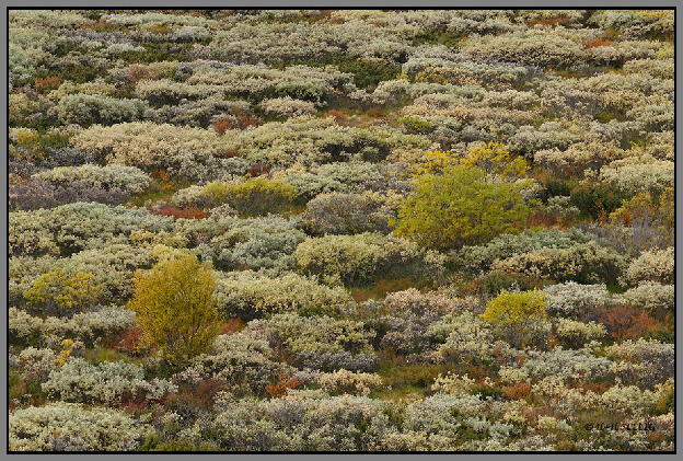 November 2010 - Herbstfarben im Dovrefjell NP