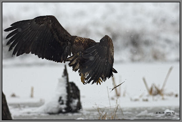 Dezember 2010 - Junger Seeadler