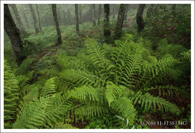 Wald mit Farnen