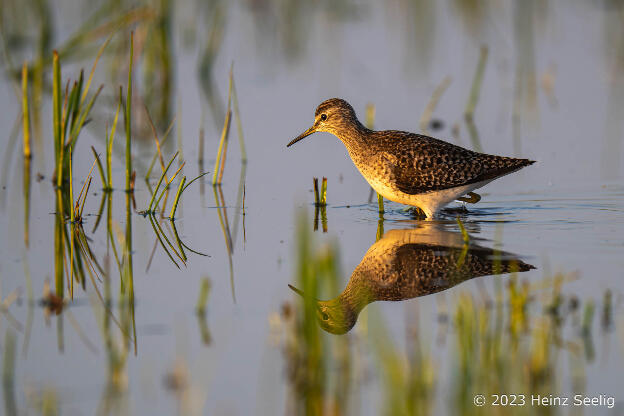 Bruchwasserläufer