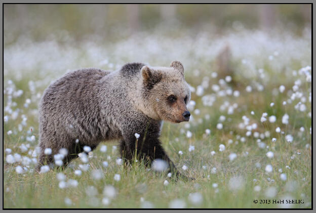 Braunbär im Wollgras