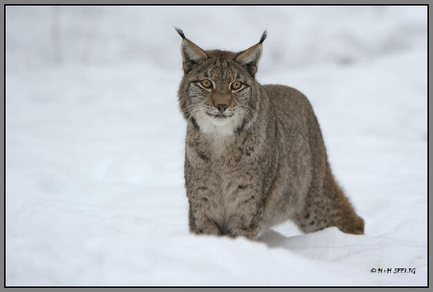 Januar 2011 - Luchs im Schnee (C)