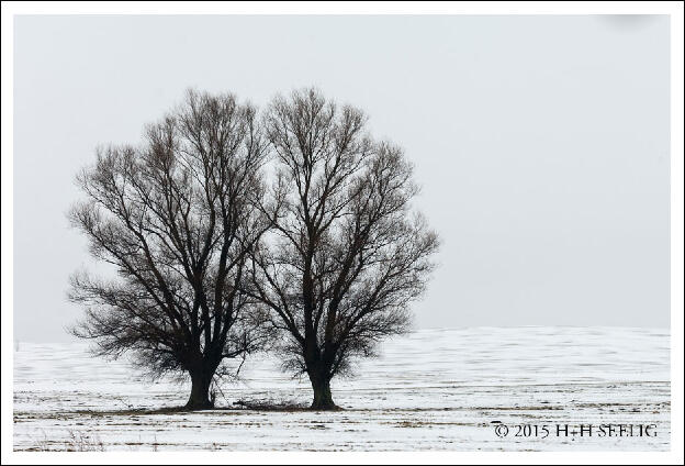 Januar 2016 - Bäume im Schnee