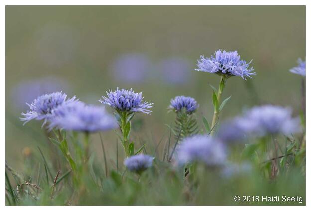 Echte Kugelblume