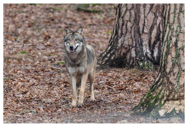 Februar 2022 - Wolf (C)