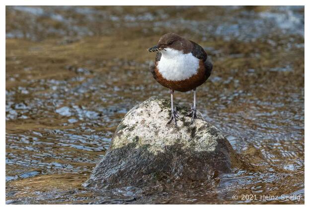 Wasseramsel