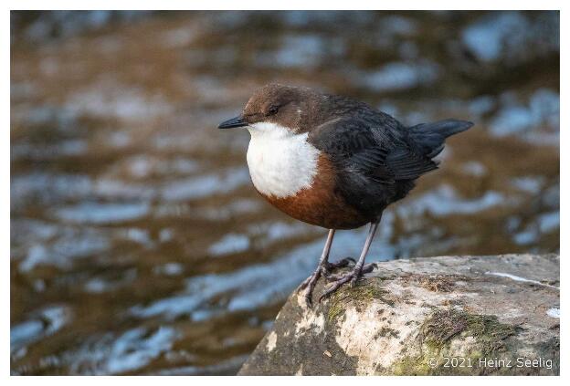 Wasseramsel