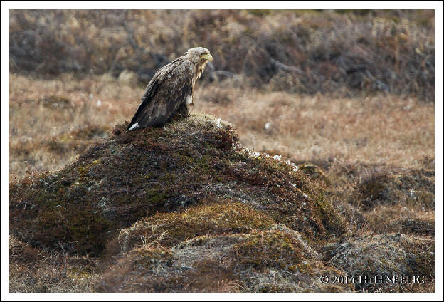 Seeadler