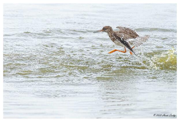 Nordsee Sept._Heidi