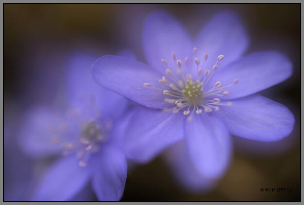 März 2011 - Leberblümchen