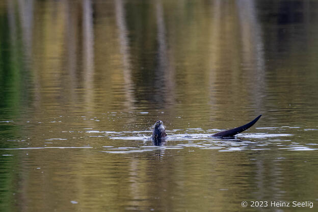 Fischotter bei der Jagd