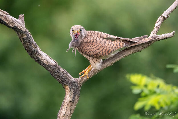 Turmfalke