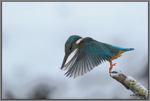 Eisvogel