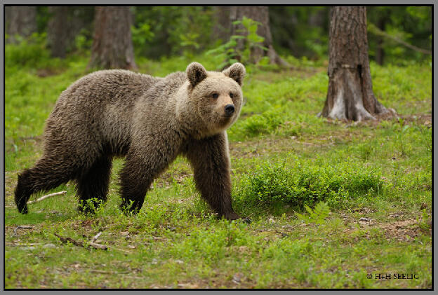 Juli 2012 - Braunbär