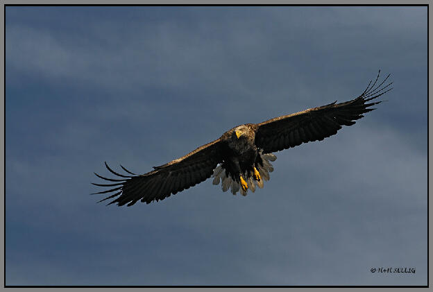 Seeadler