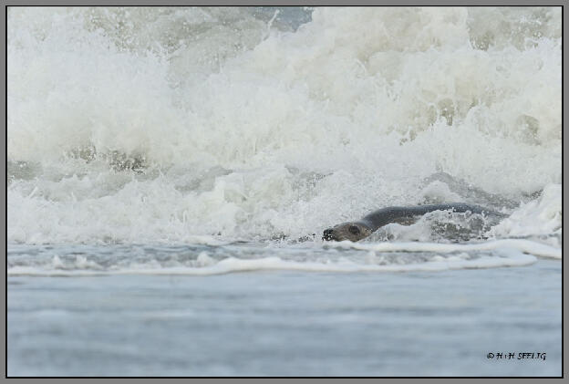 Robbe surft mit den Wellen