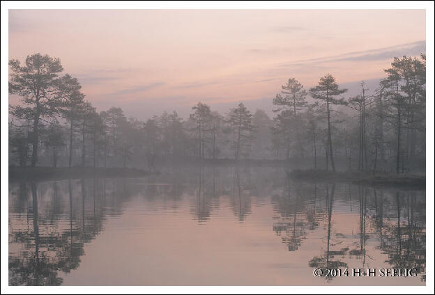 Nebelstimmung im Moor